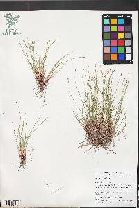 Eleocharis parishii image