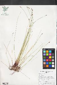 Eleocharis parishii image