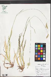 Bromus catharticus var. catharticus image