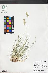 Poa pratensis subsp. pratensis image