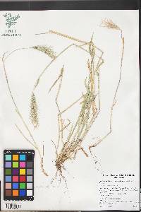 Hordeum murinum image