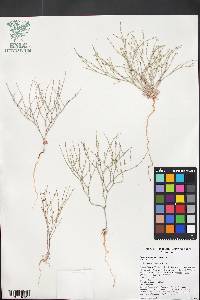 Eriogonum palmerianum image