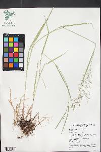 Agrostis stolonifera var. stolonifera image