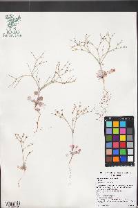 Eriogonum palmerianum image