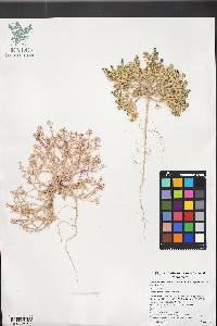 Lepidium lasiocarpum image