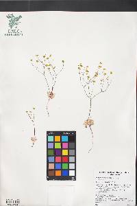 Eriogonum pusillum image