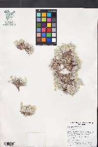 Eriogonum caespitosum image