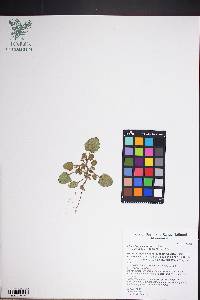 Phacelia peirsoniana image