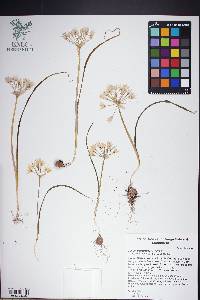 Allium nevadense image