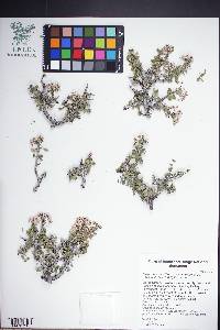 Ceanothus pauciflorus image