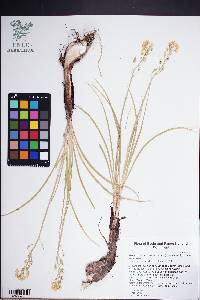 Toxicoscordion venenosum image