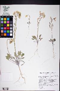 Chylismia claviformis var. purpurascens image