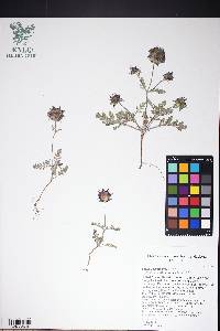 Salvia columbariae image