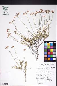 Eriogonum fasciculatum image