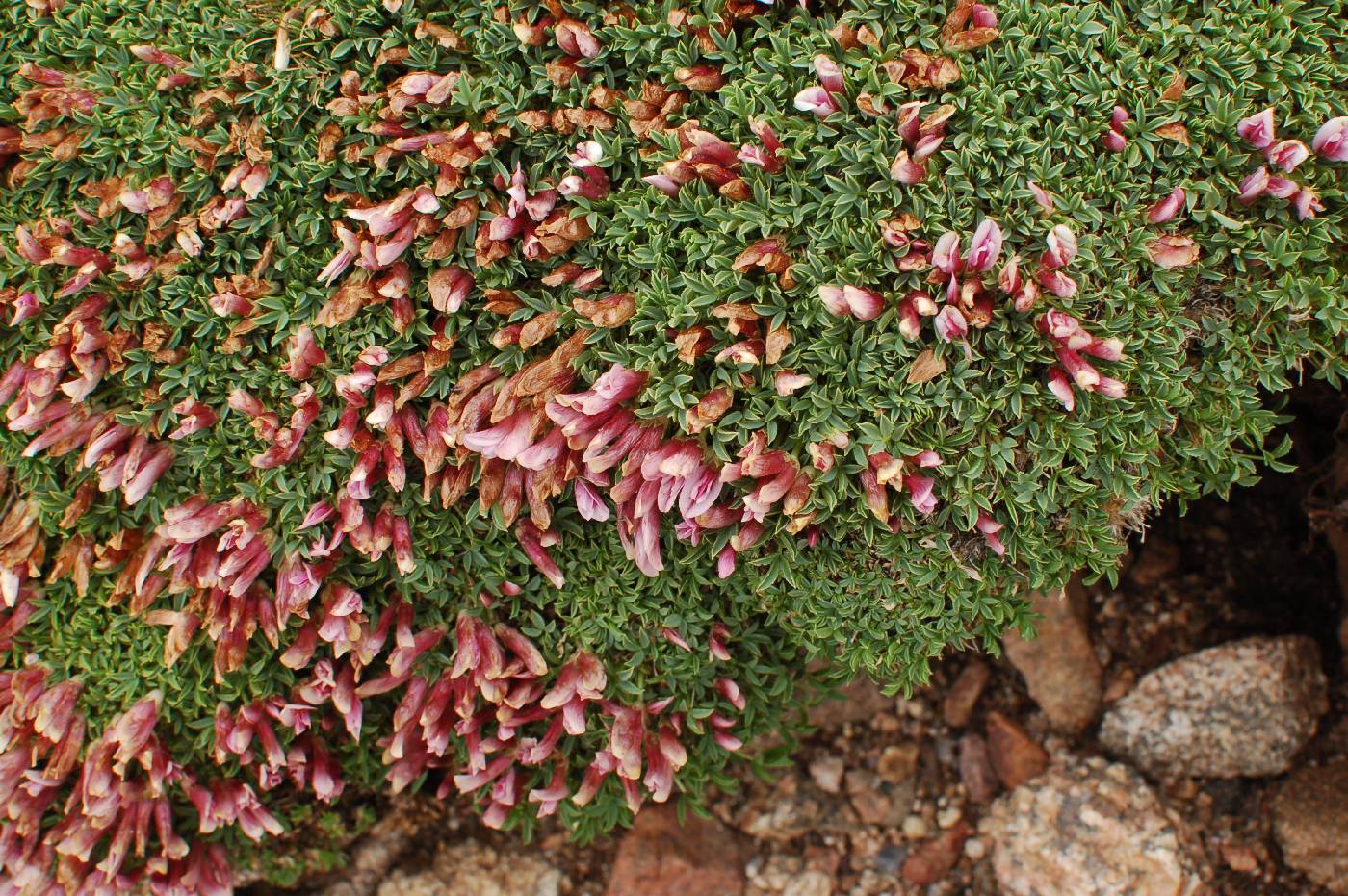 Trifolium nanum image