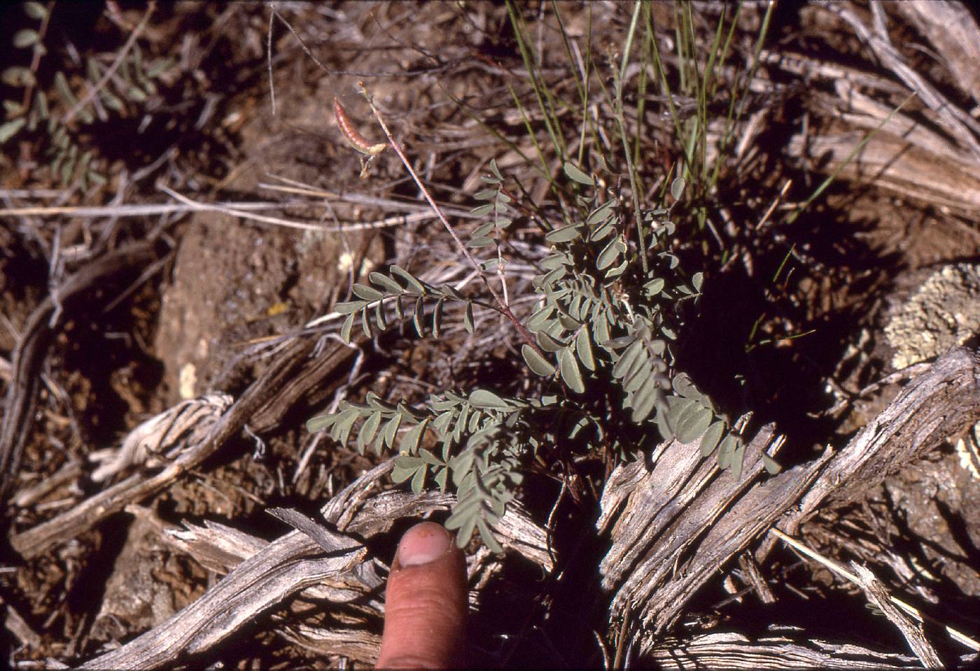 Astragalus straturensis image