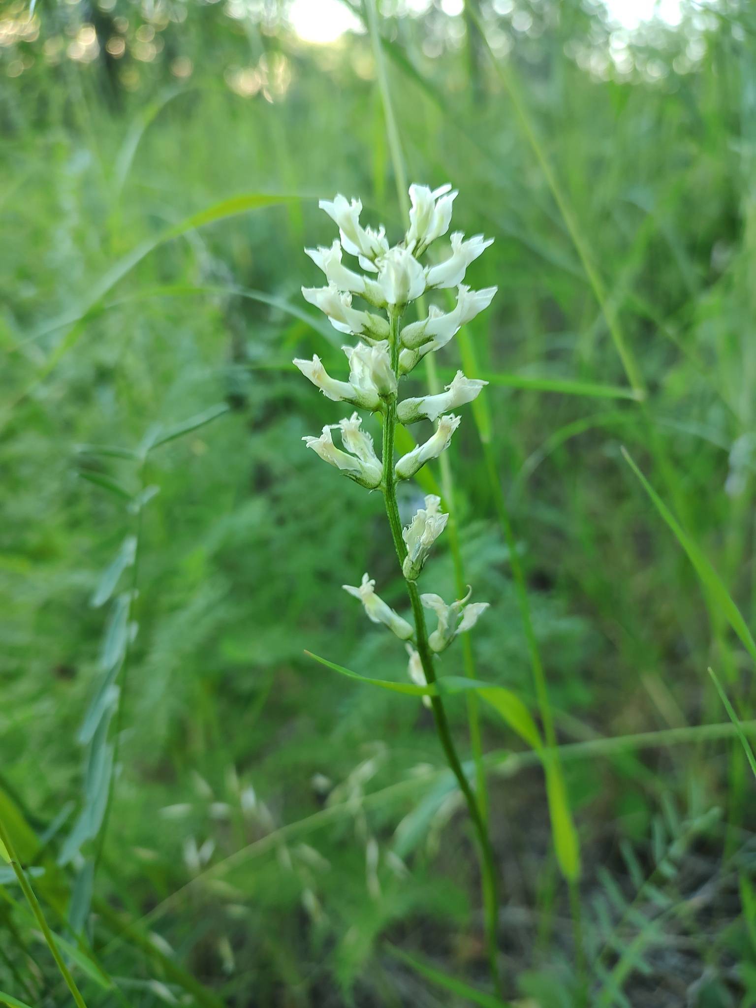 Astragalus arrectus image