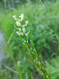Astragalus arrectus image