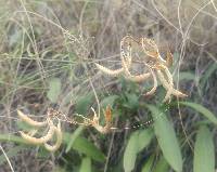 Image of Astragalus asotinensis