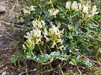 Astragalus sinuatus image