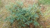 Astragalus sinuatus image