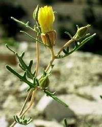 Image of Mentzelia goodrichii