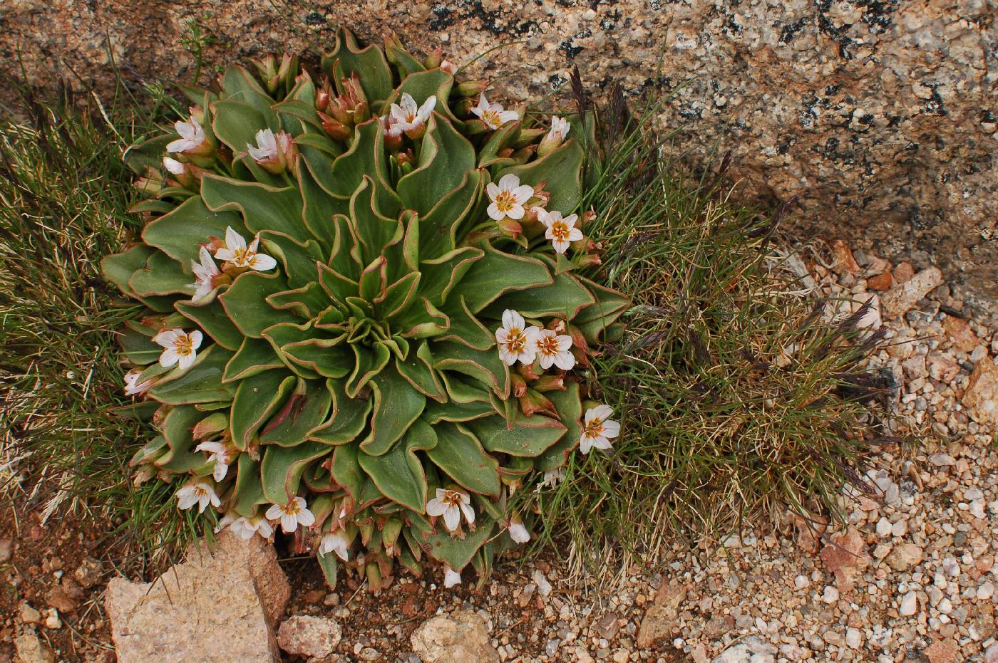 Claytonia megarhiza image