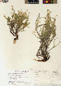 Linanthus pungens image