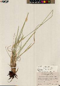 Leucopoa kingii image