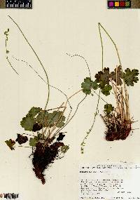 Heuchera parvifolia image