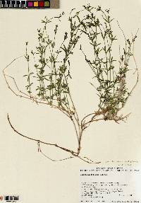 Galium coloradoense image