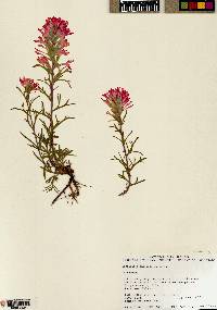 Castilleja chromosa image