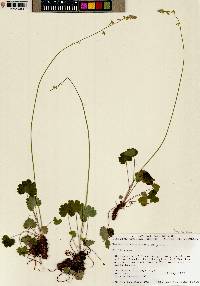 Heuchera parvifolia image