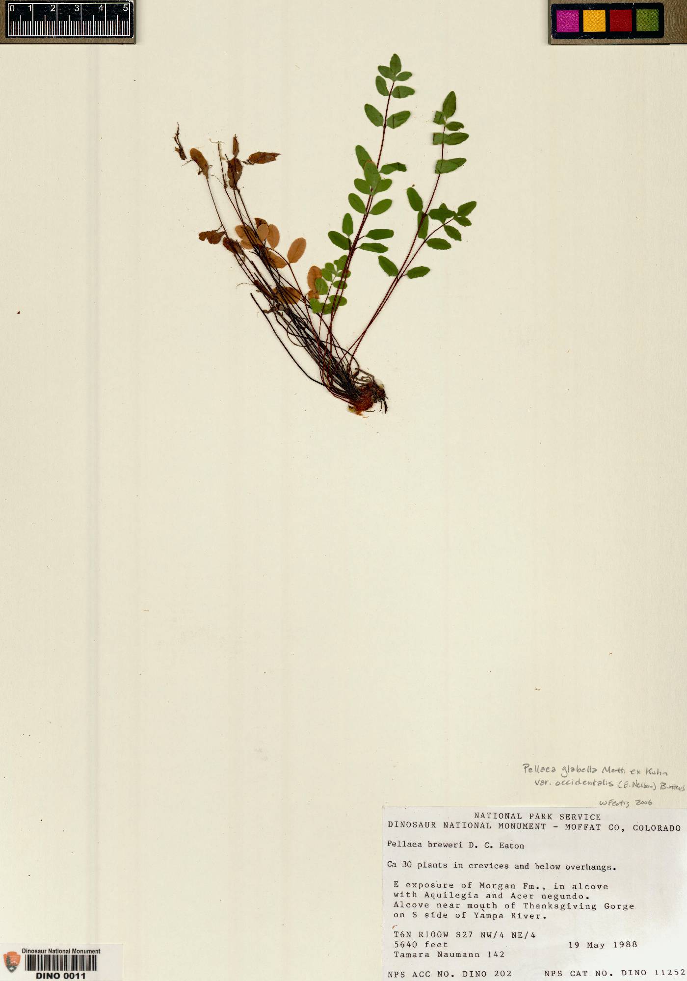 Pellaea glabella var. occidentalis image
