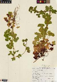 Potentilla biennis image