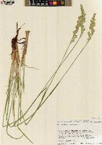 Leucopoa kingii image