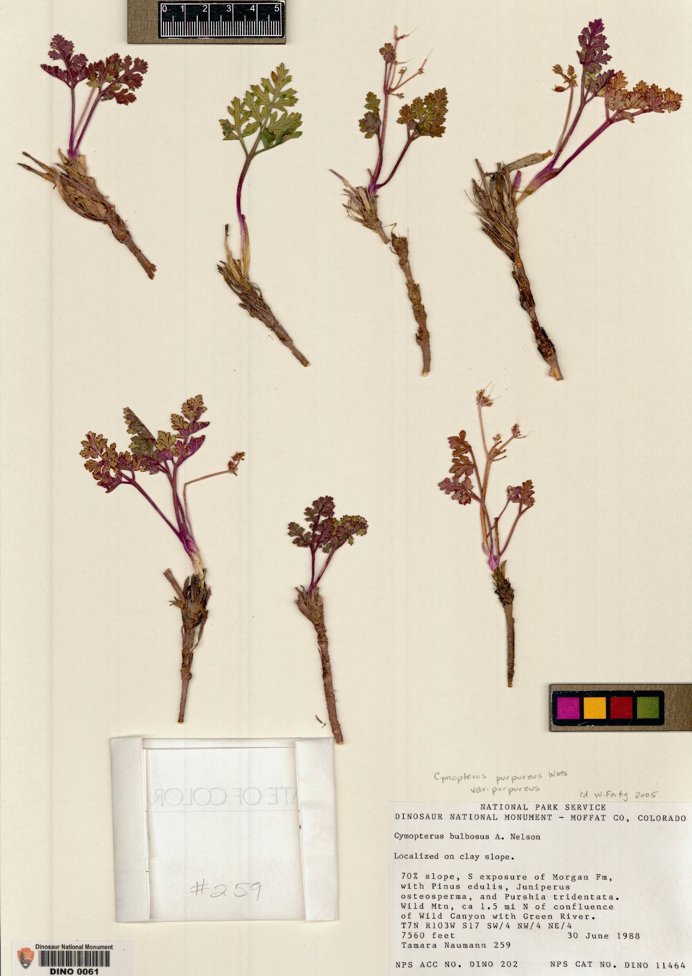 Aulospermum purpureum image