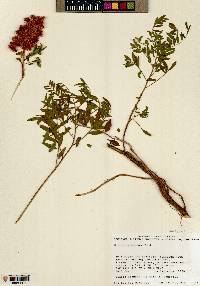 Glycyrrhiza lepidota image