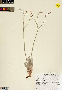 Eriogonum batemanii var. batemanii image
