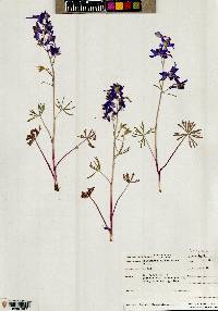 Delphinium nuttallianum image