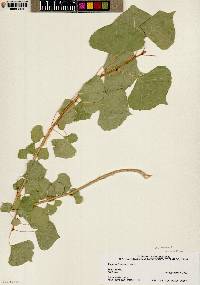 Populus fremontii var. fremontii image