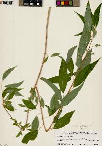 Salix amygdaloides image