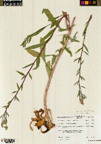 Oenothera villosa image