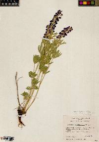 Lupinus caudatus subsp. caudatus image