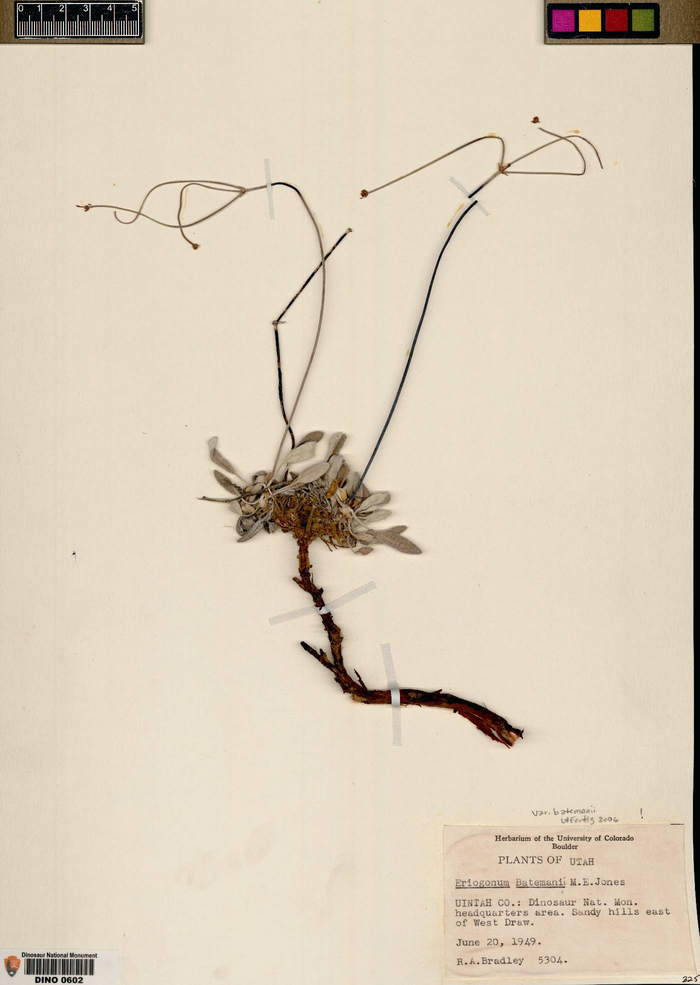 Eriogonum batemanii var. batemanii image