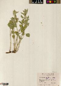 Sphaeralcea parvifolia image