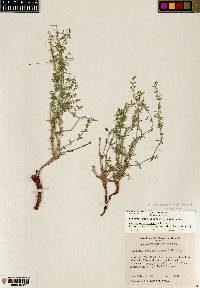 Galium coloradoense image