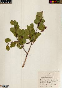 Amelanchier utahensis image