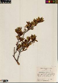 Cercocarpus ledifolius image