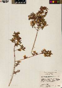 Philadelphus microphyllus image